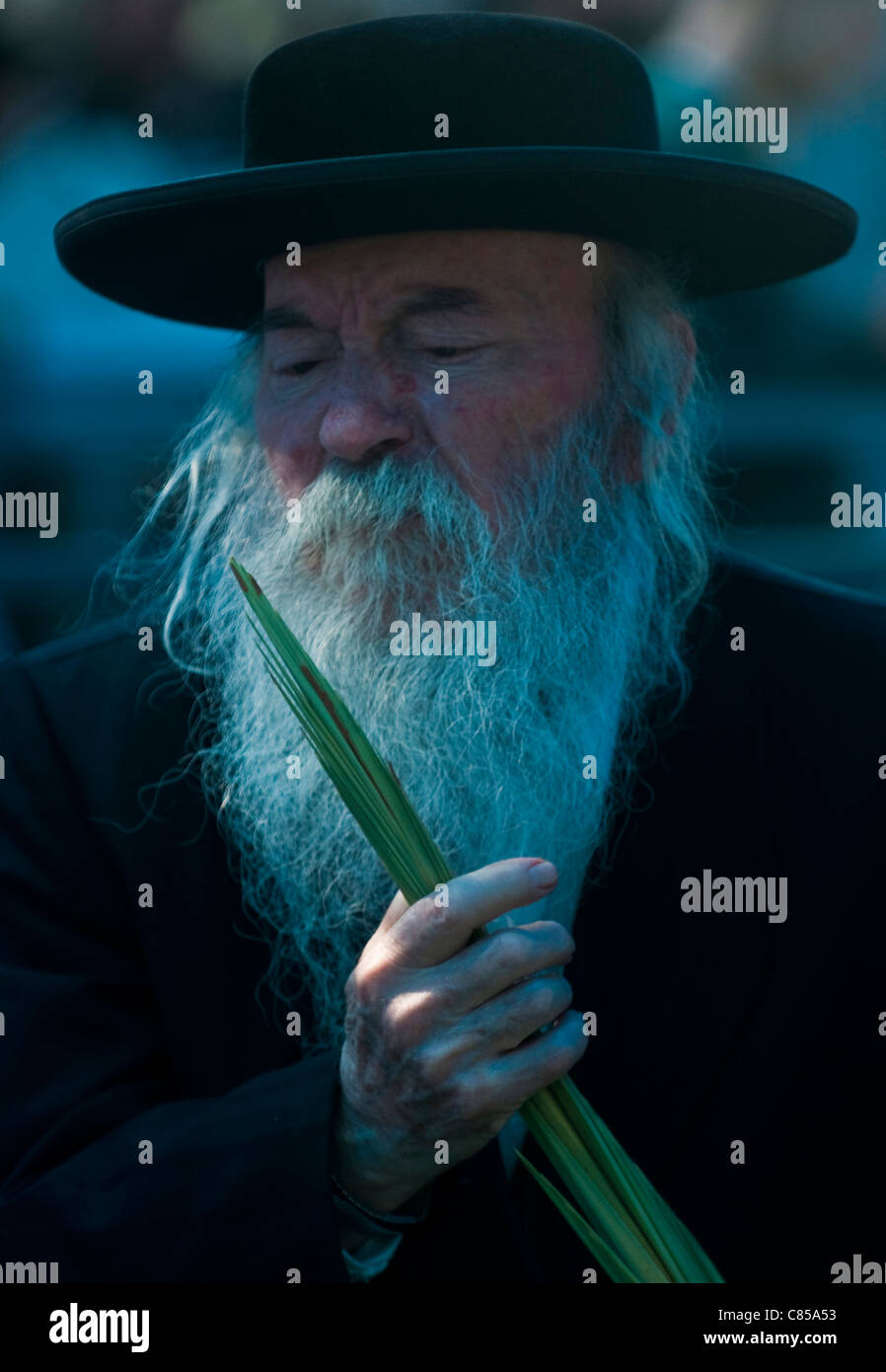 Un homme juif ultra-orthodoxe inspecte un Loulav Banque D'Images