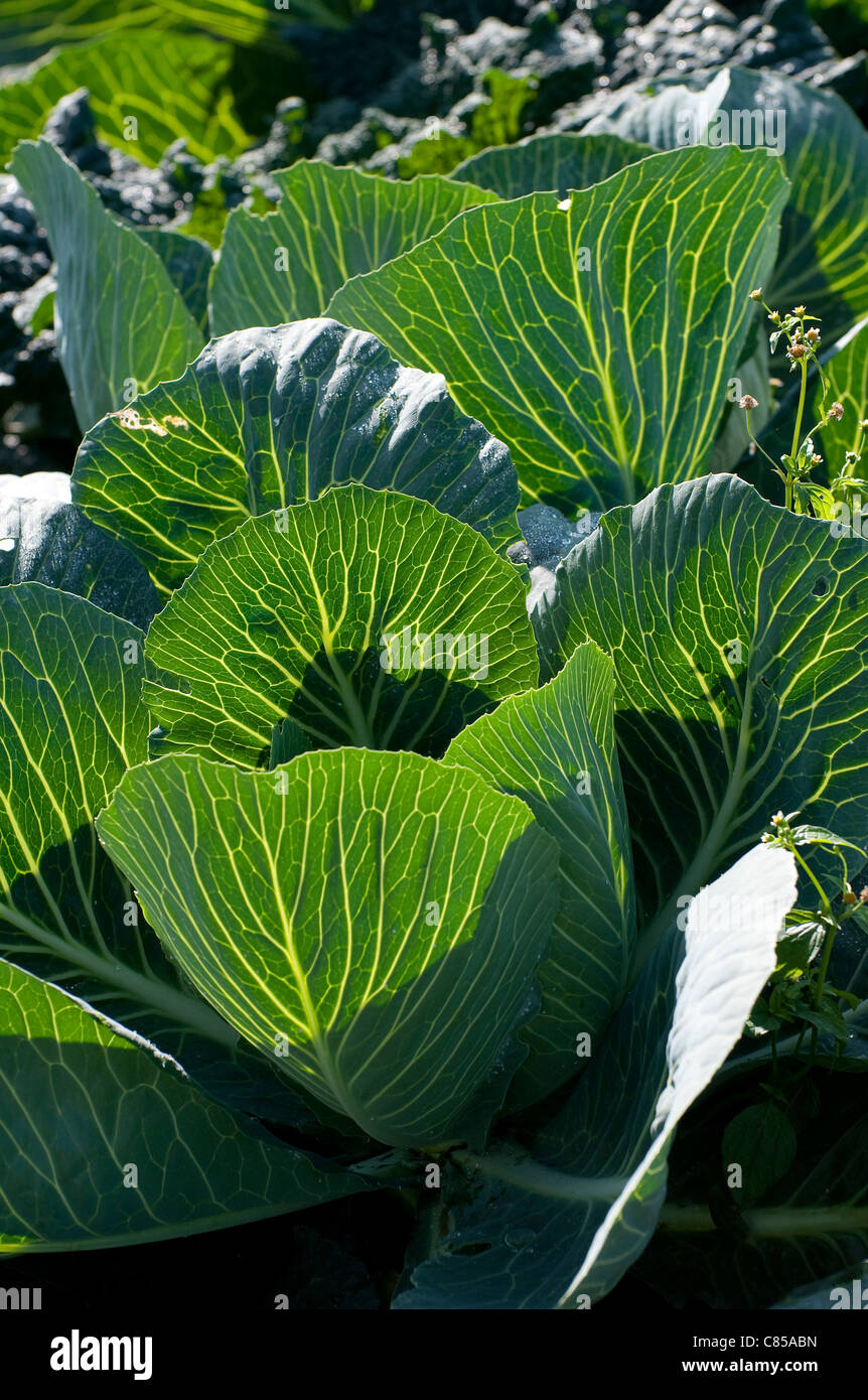 Dans les feuilles de chou potager Banque D'Images