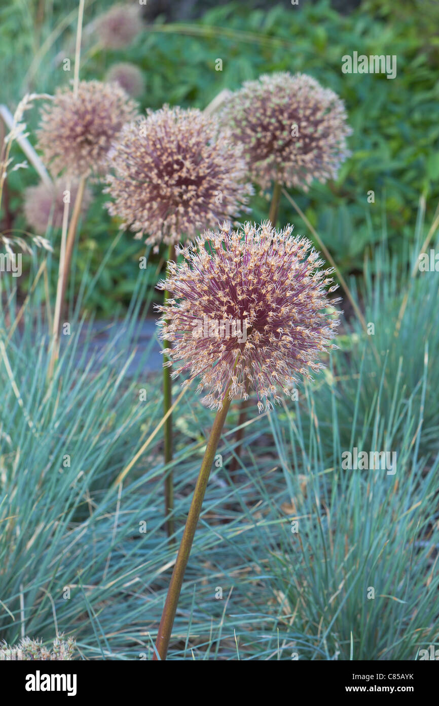 Fading Allium hollandicum ,en Angleterre. Banque D'Images