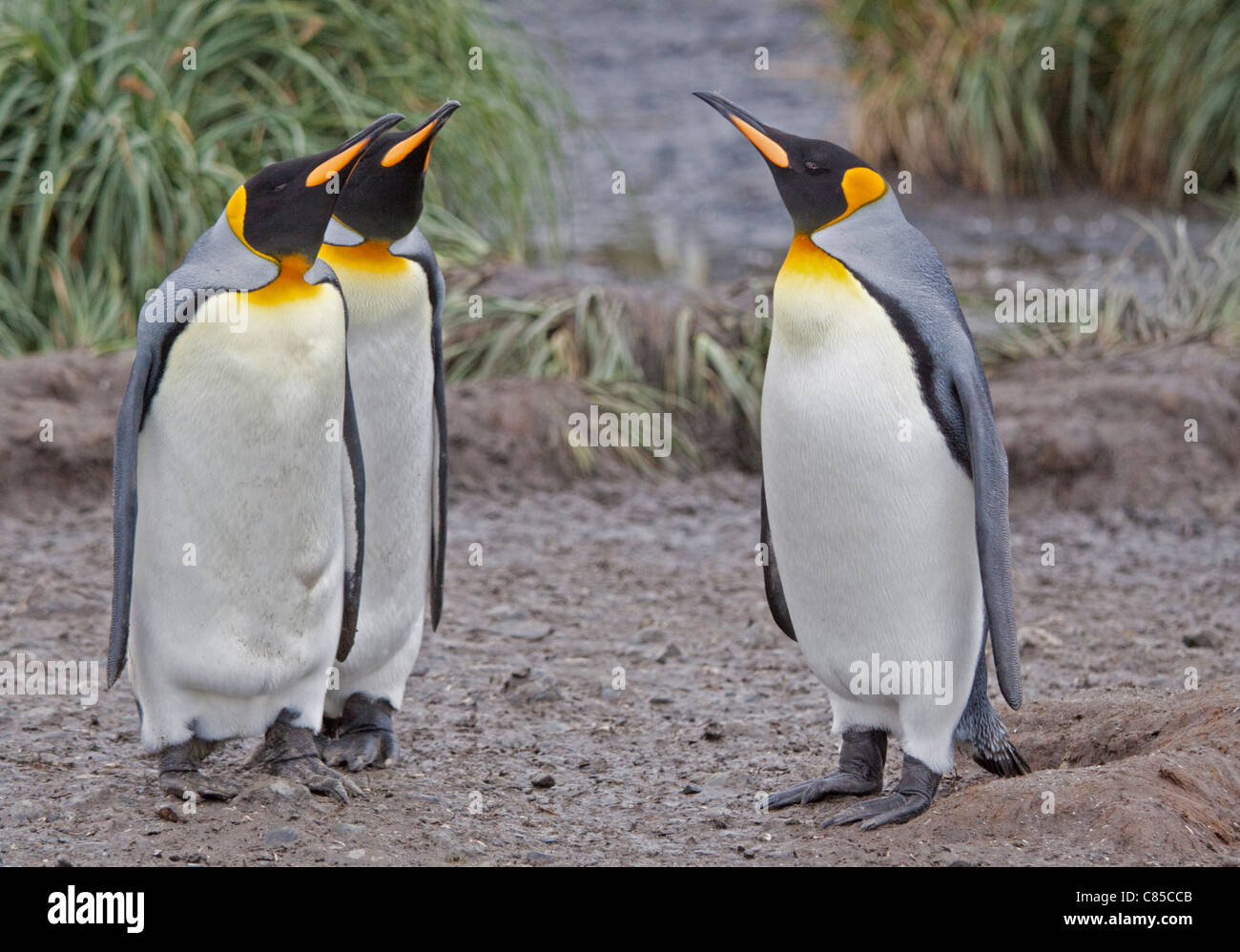 Trois manchots royaux (Aptenodytes patagonicus), la plaine de Salisbury, la Géorgie du Sud Banque D'Images