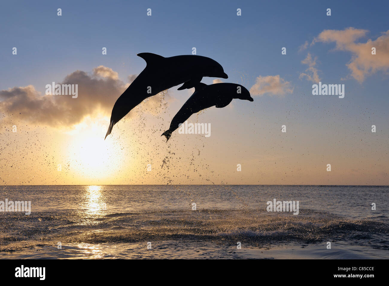 Les Grands Dauphins communs qui saute dans la mer au coucher du soleil,  Roatan, Bay Islands, Honduras Photo Stock - Alamy
