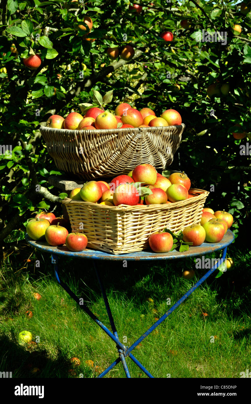 Apple harvest : Reine Pippin (Malus domestica), le jardin de Suzanne, Le Pas, Mayenne, Pays de la Loire, France. Banque D'Images
