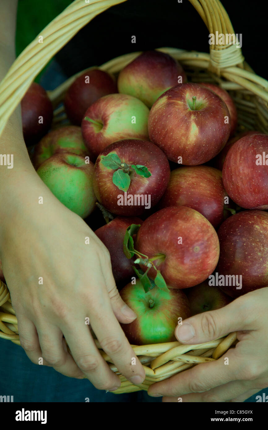 Still Life of apple, mains tenant panier plein de Pommes, fraîches picks et ont toujours attaché aux tiges feuilles Banque D'Images