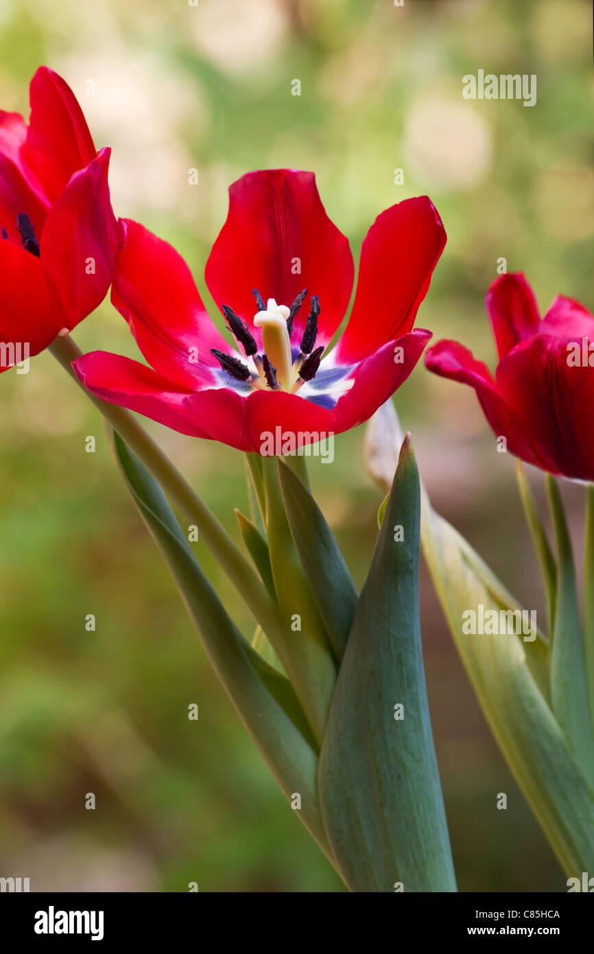 Close-up of tulip fleurs et plantes Banque D'Images