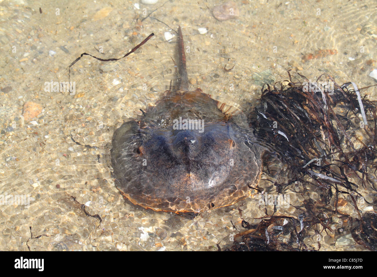 Limule Banque D'Images