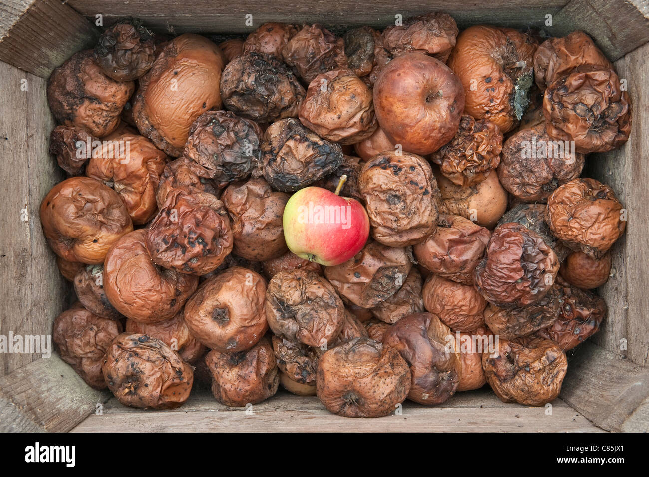 Une bonne pomme se distingue dans une boîte pleine de Pommes pourries (Royaume-Uni) Banque D'Images