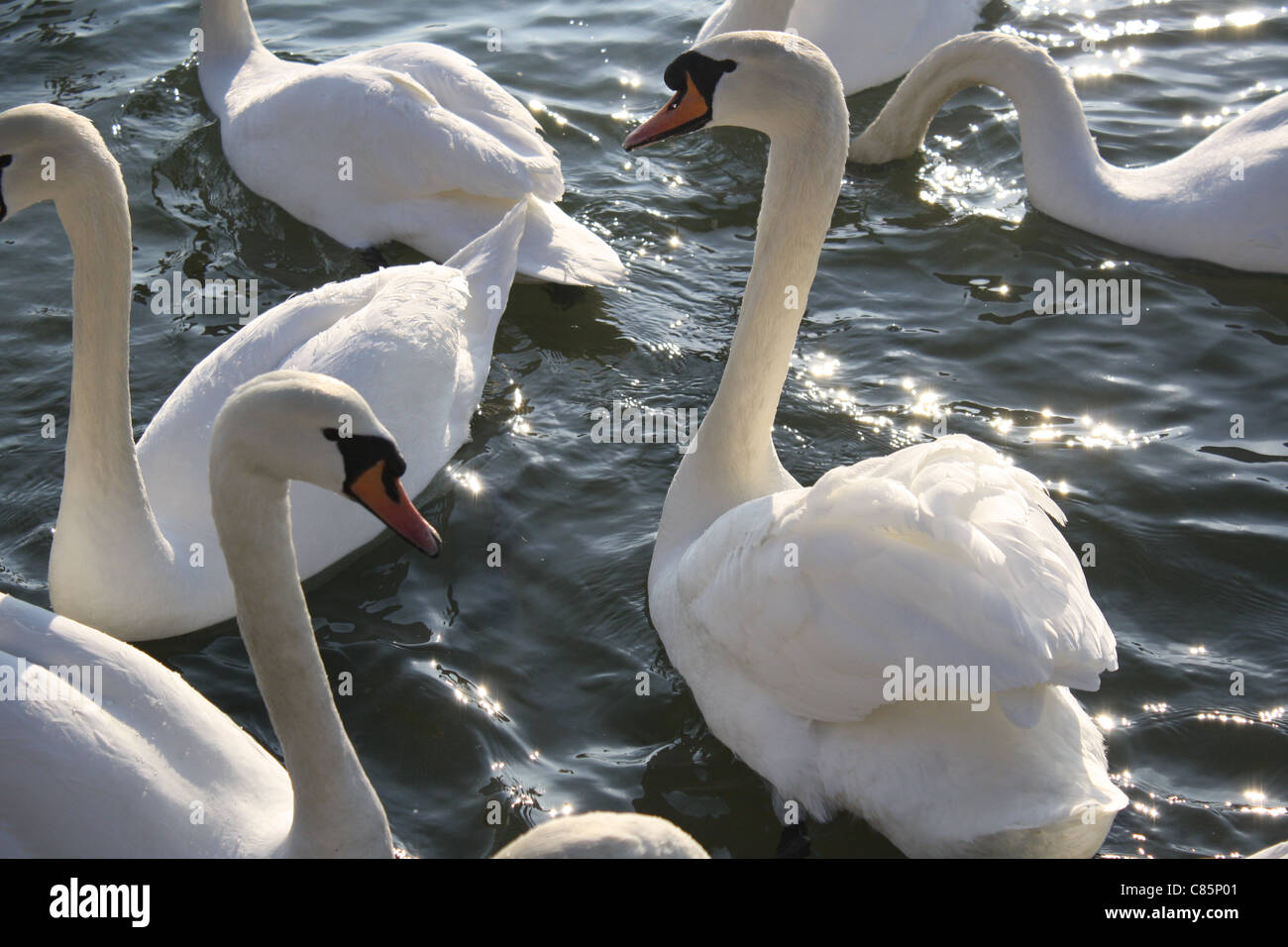 Cygnes nageant dans le pays de Galles Banque D'Images