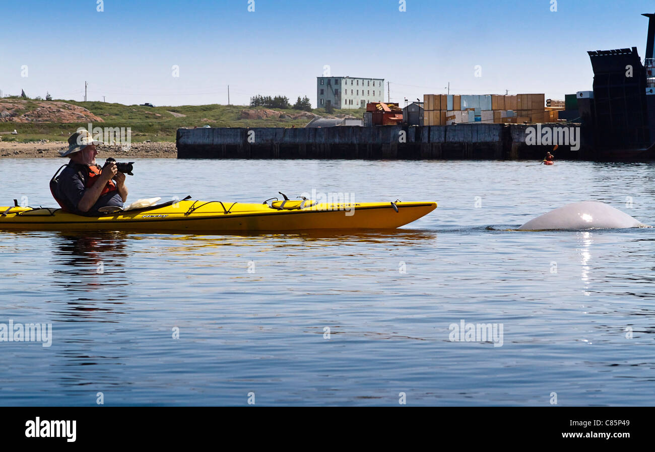 L'homme photos bélugas tout en kayak dans la rivière Churchill, juste à côté de Churchill, MB, Canada. Banque D'Images