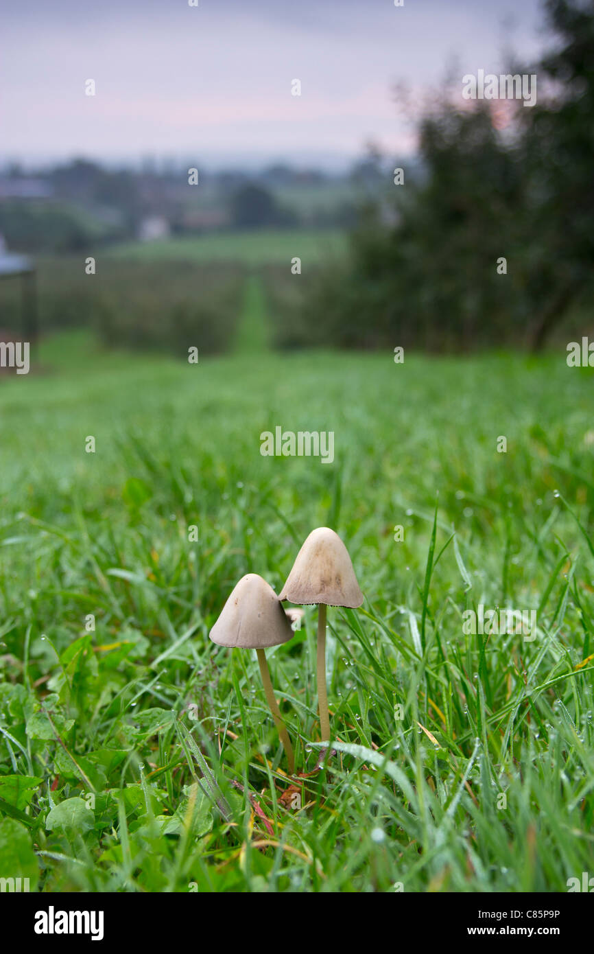 Les champignons d'automne en verger Gloucestershire UK Banque D'Images