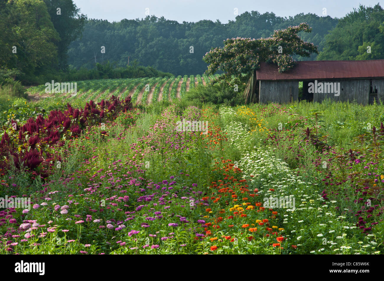 Terrain agricole avec fleurs et légumes rangées sur matin brumeux au New Jersey Banque D'Images