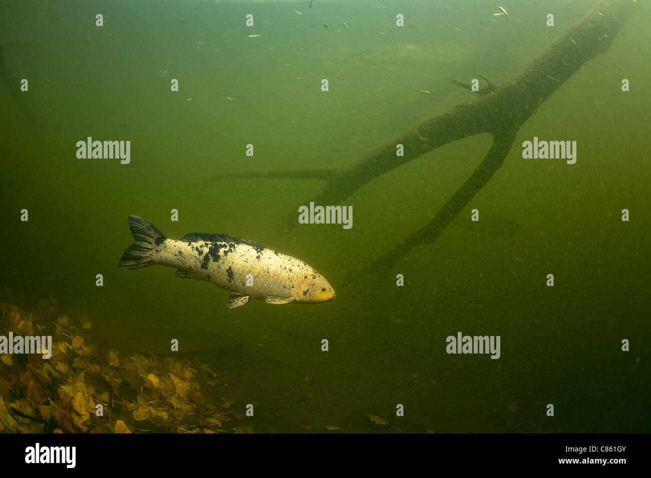 Une carpe koï dans la nature (Allier-France). Que Shiro-Bekko les poissons à peau blanche montre un tremplin noir motif. Banque D'Images