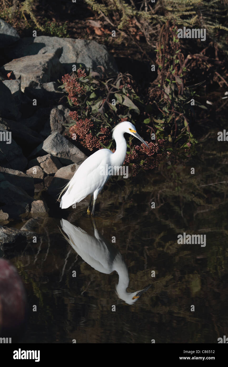 Aigrette tôt le matin Orange County en Californie Banque D'Images