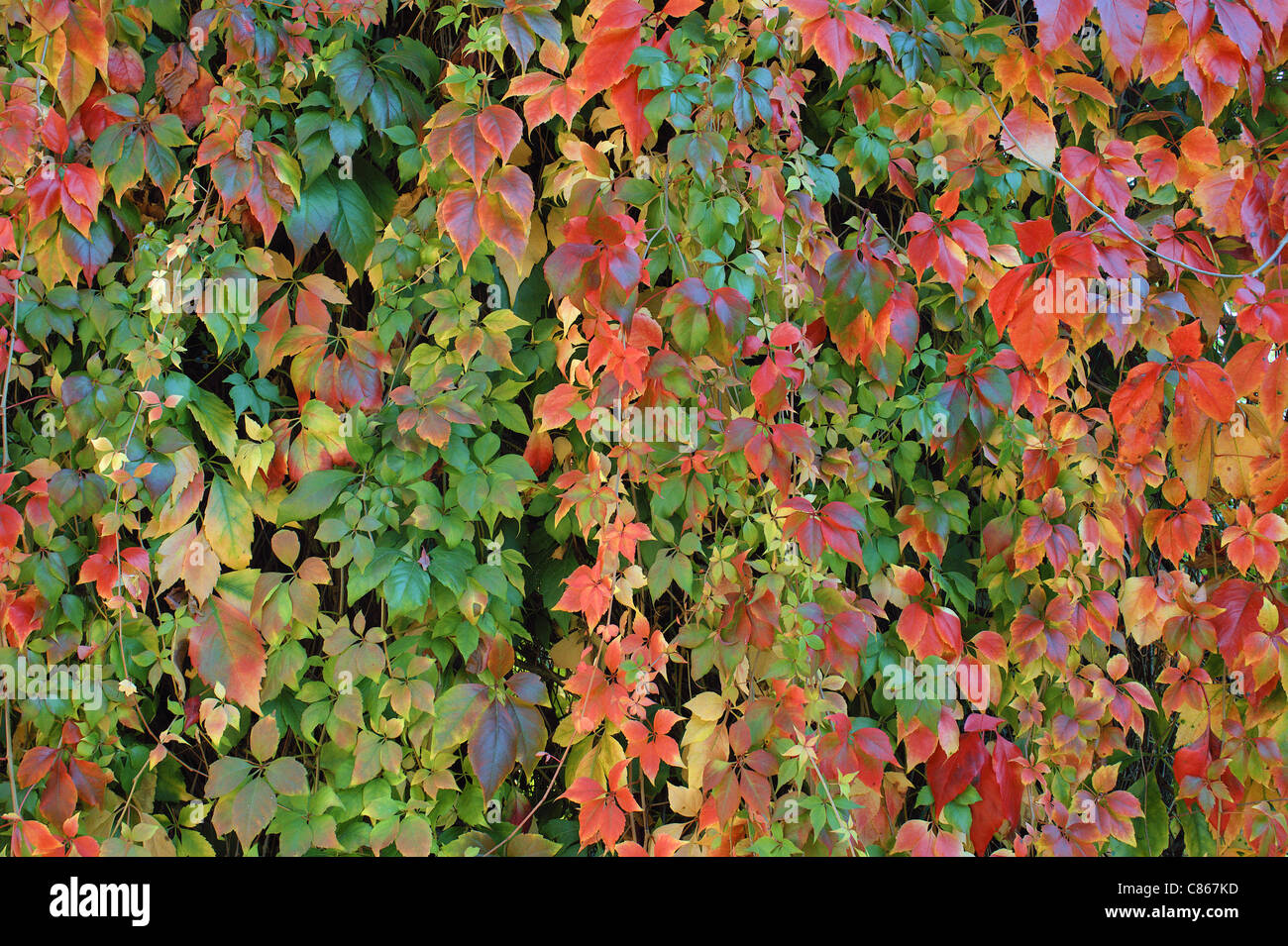 Les feuilles de vigne rouge tournant et jaune en automne Parthenocissus quinquefolia Banque D'Images