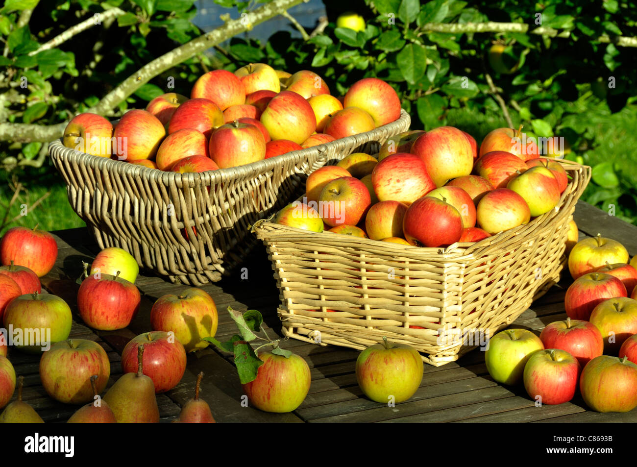 Apple harvest : Reine Pippin (Malus domestica), le jardin de Suzanne, Le Pas, Mayenne, Pays de la Loire, France. Banque D'Images