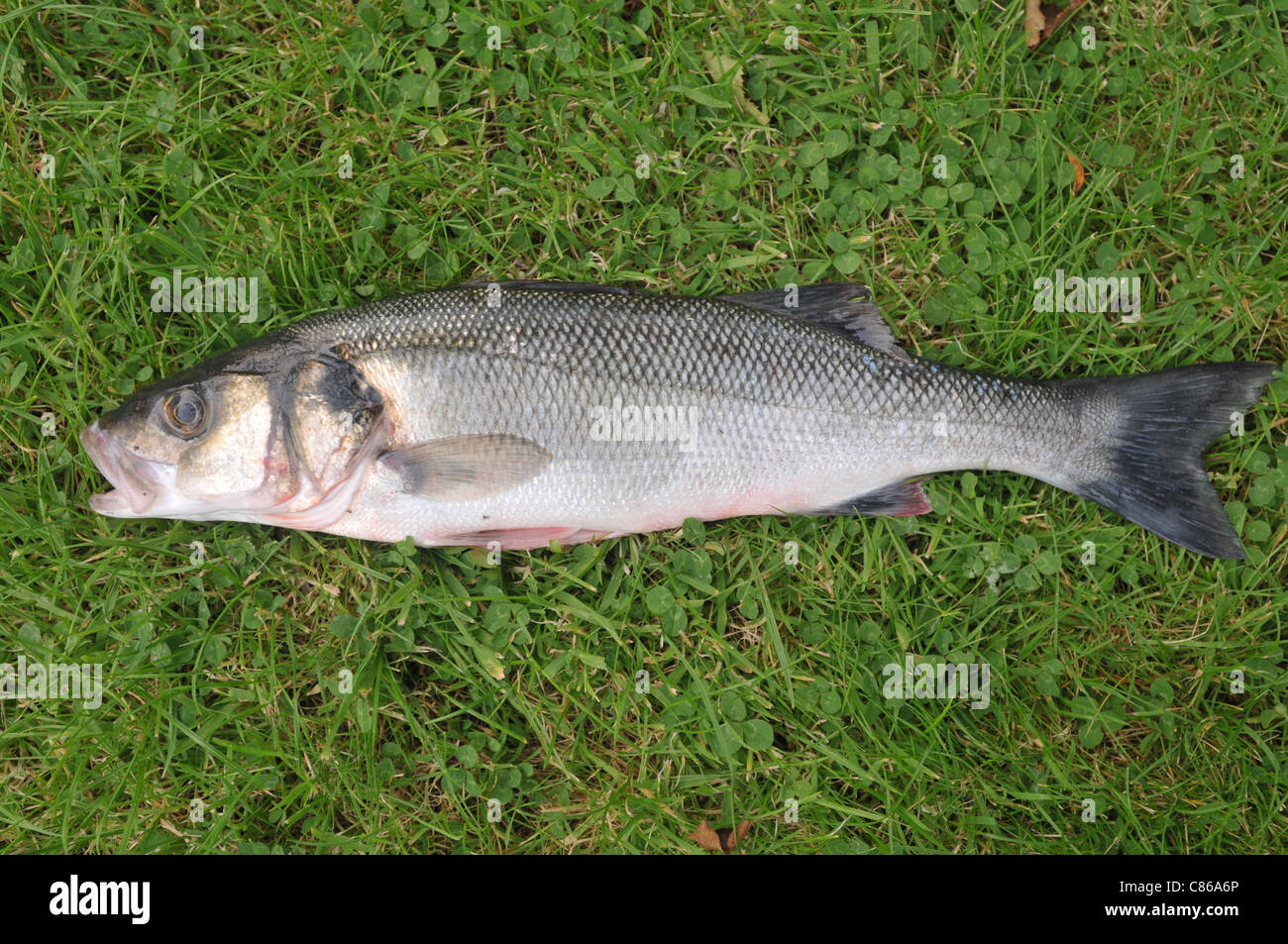 Un loup de mer fraîchement pêchés de la tige Banque D'Images