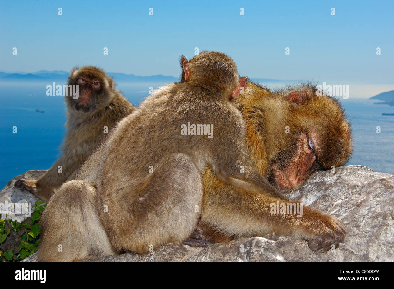 Macaque de Barbarie (Macaca sylvanus). Gibraltar, Royaume-Uni Banque D'Images