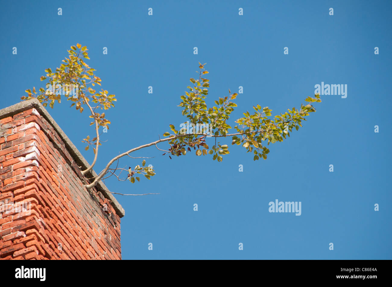 Arbre qui pousse hors de la cheminée. Banque D'Images