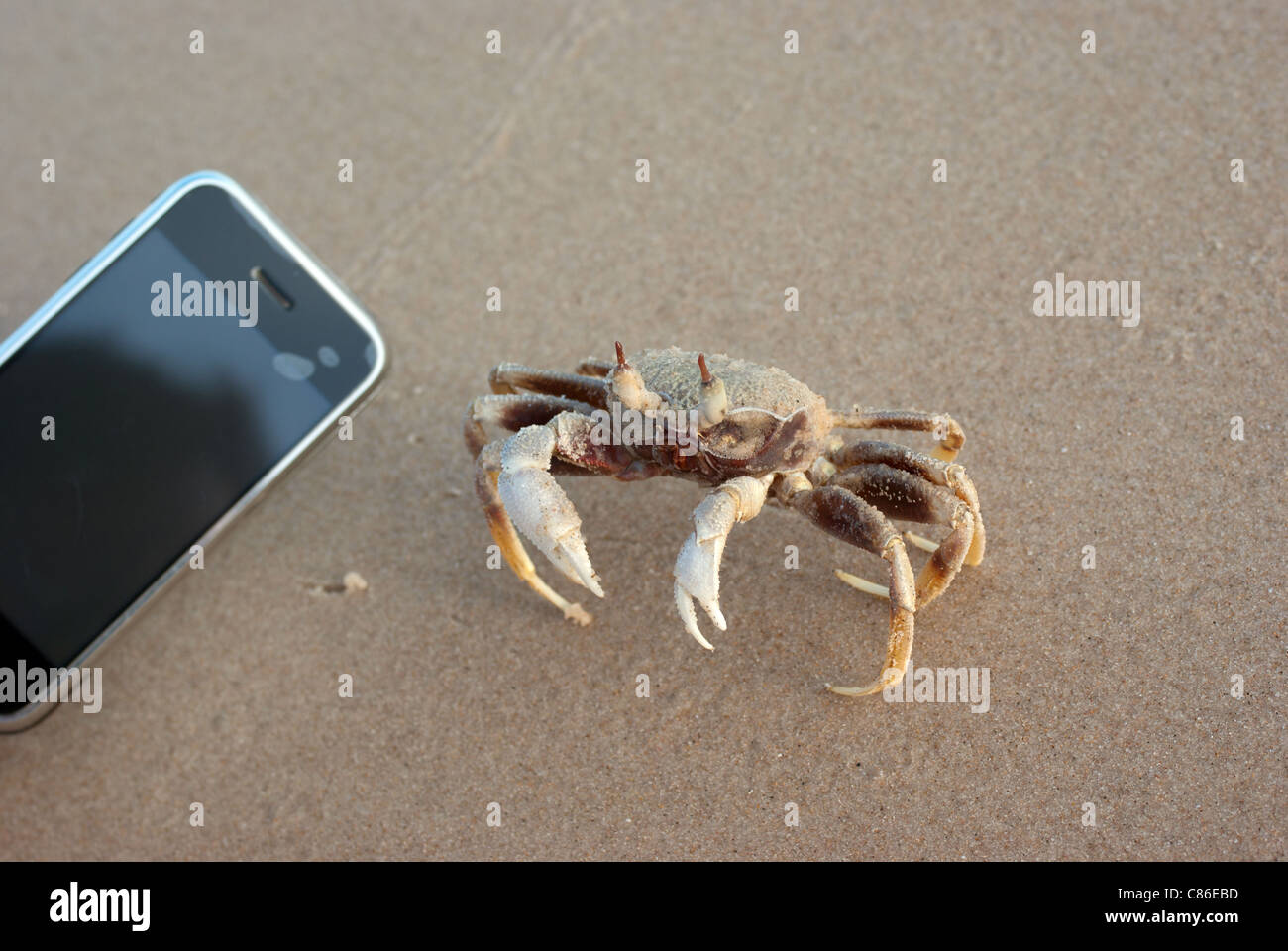 Le crabe et Apple iPhone 3GS sur la plage, au Vietnam Banque D'Images