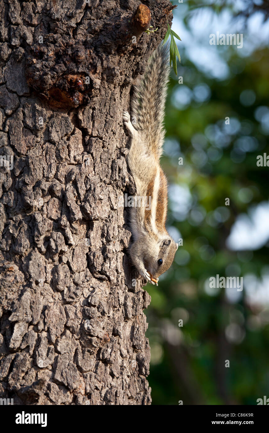 Écureuil commun feeing sur un écrou dans le jardin de l'ancienne résidence du vice-roi, New Delhi, Inde Banque D'Images