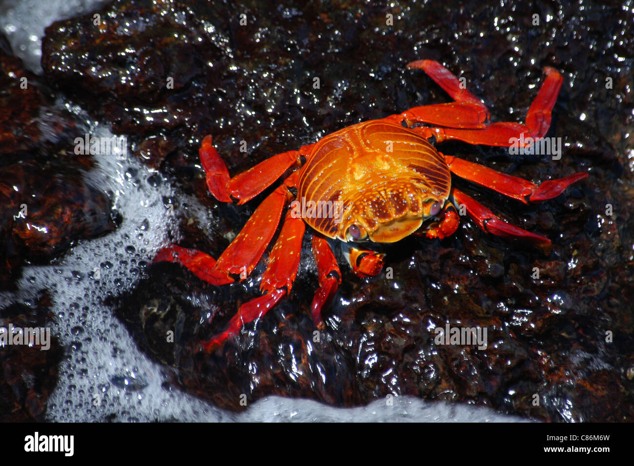 Sally crabe léger (Grapsus) au port de Puerto Ayora sur l'île de Santa Cruz, les Galapagos. Banque D'Images