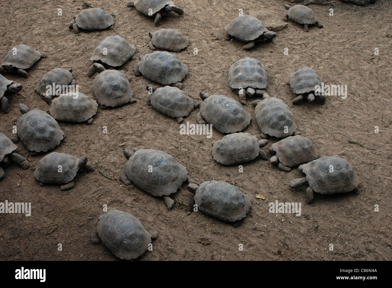 Un an tortues géantes (Chelonoidis nigra) dans le centre d'élevage de tortue sur l'île Isabela, les Galapagos. Banque D'Images