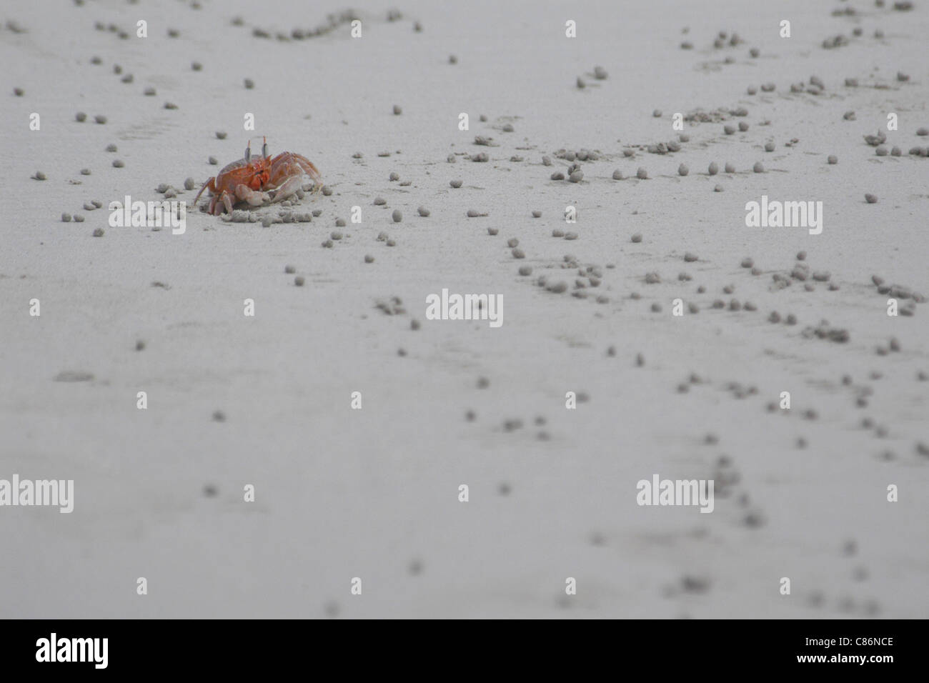 Le crabe fantôme de Galapagos (Ocypode gaudichaudii) sur la plage de la baie de Tortuga près de Puerto Ayora sur l'île de Santa Cruz, les Galapagos. Banque D'Images