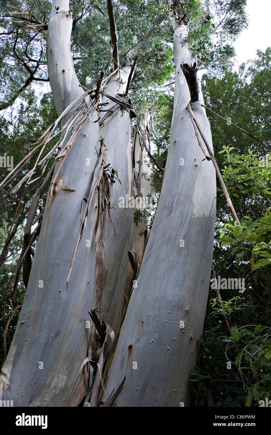 Un grand eucalyptus Gum Tree à Katikati Bird Sanctuary Bay of Plenty Île du Nord Nouvelle-Zélande NZ Banque D'Images