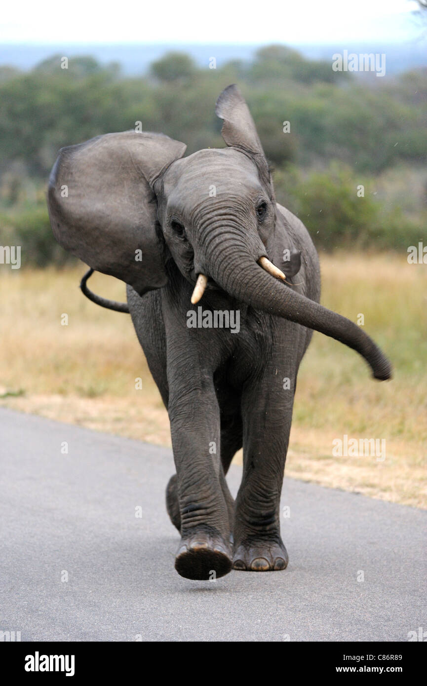 L'éléphant africain (Loxodonta africana Africana) Banque D'Images