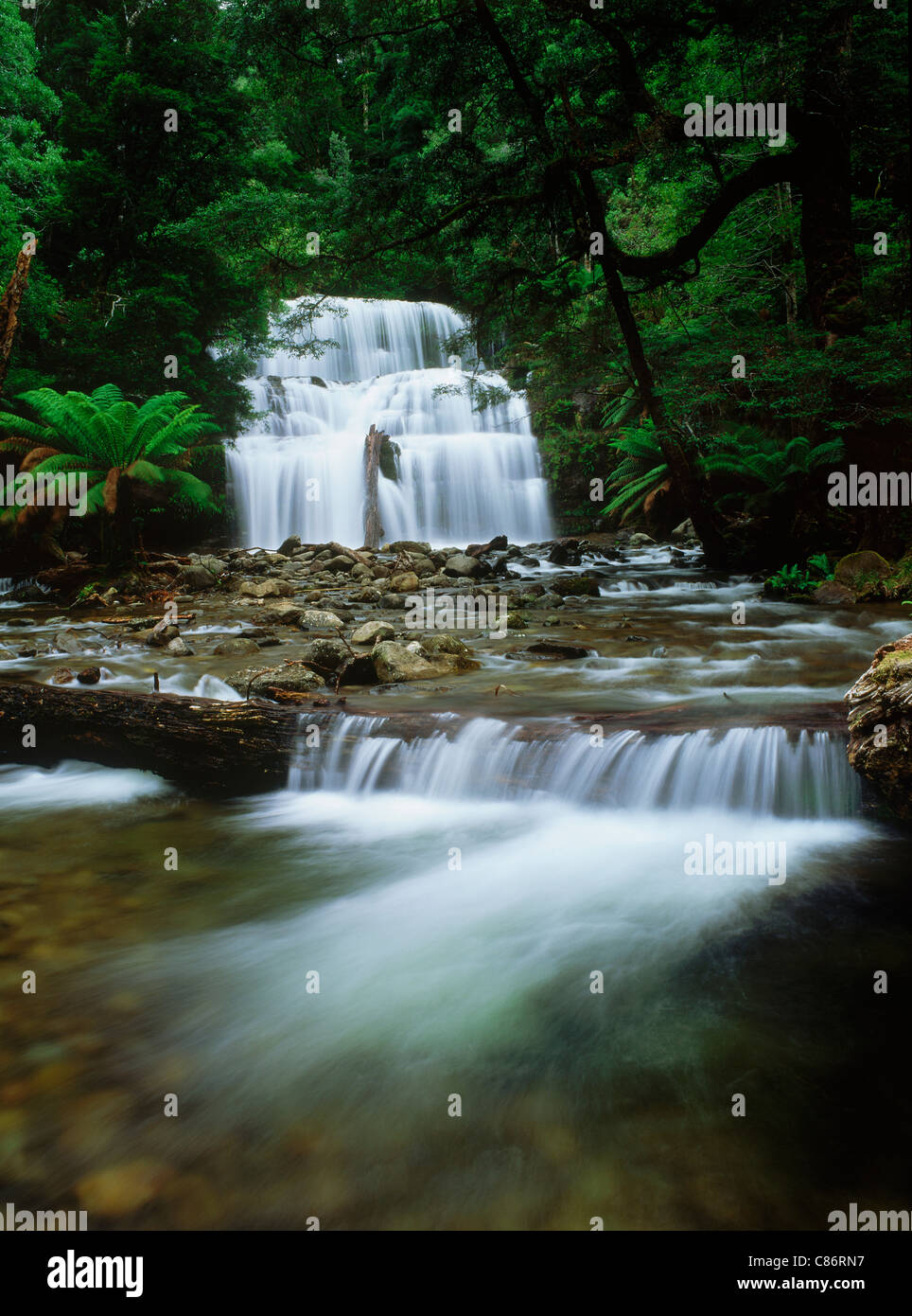Liffey Falls State Reserve est niché au sein de fraîche forêt tropicale sur les pentes de la Great Western Tiers en Tasmanie Banque D'Images