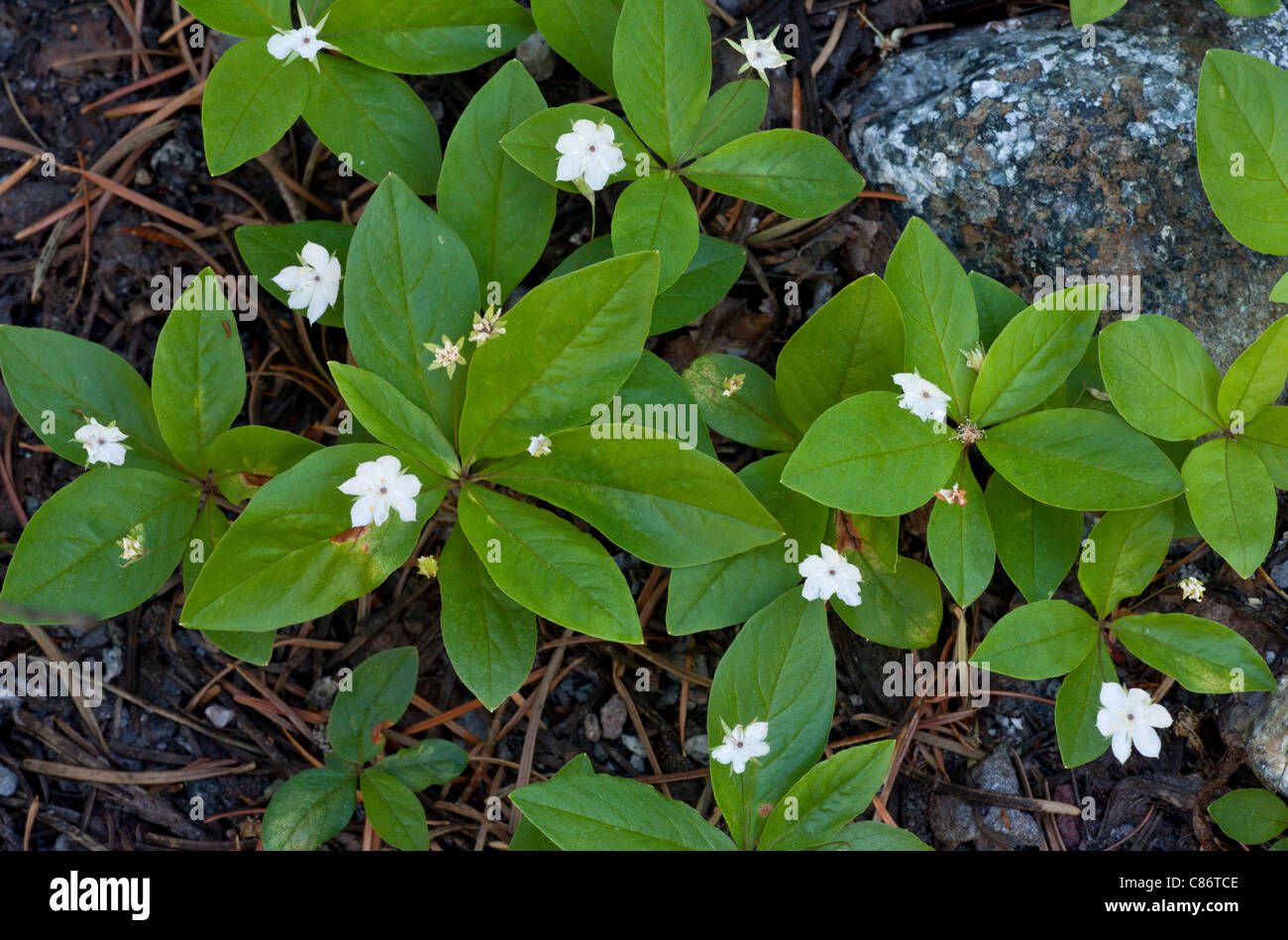 La trientale boréale Trientalis latifolia pacifique  = T. borealis ssp. latifolia Banque D'Images