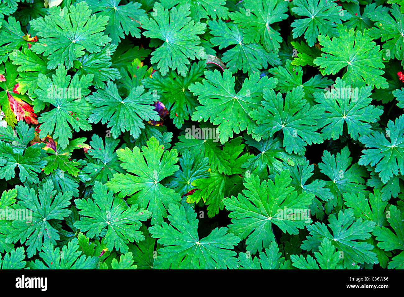 Feuilles vertes Banque D'Images