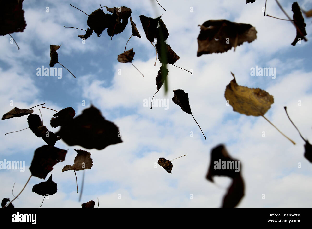La chute des feuilles dans le vent d'automne saison représentant l'automne Banque D'Images