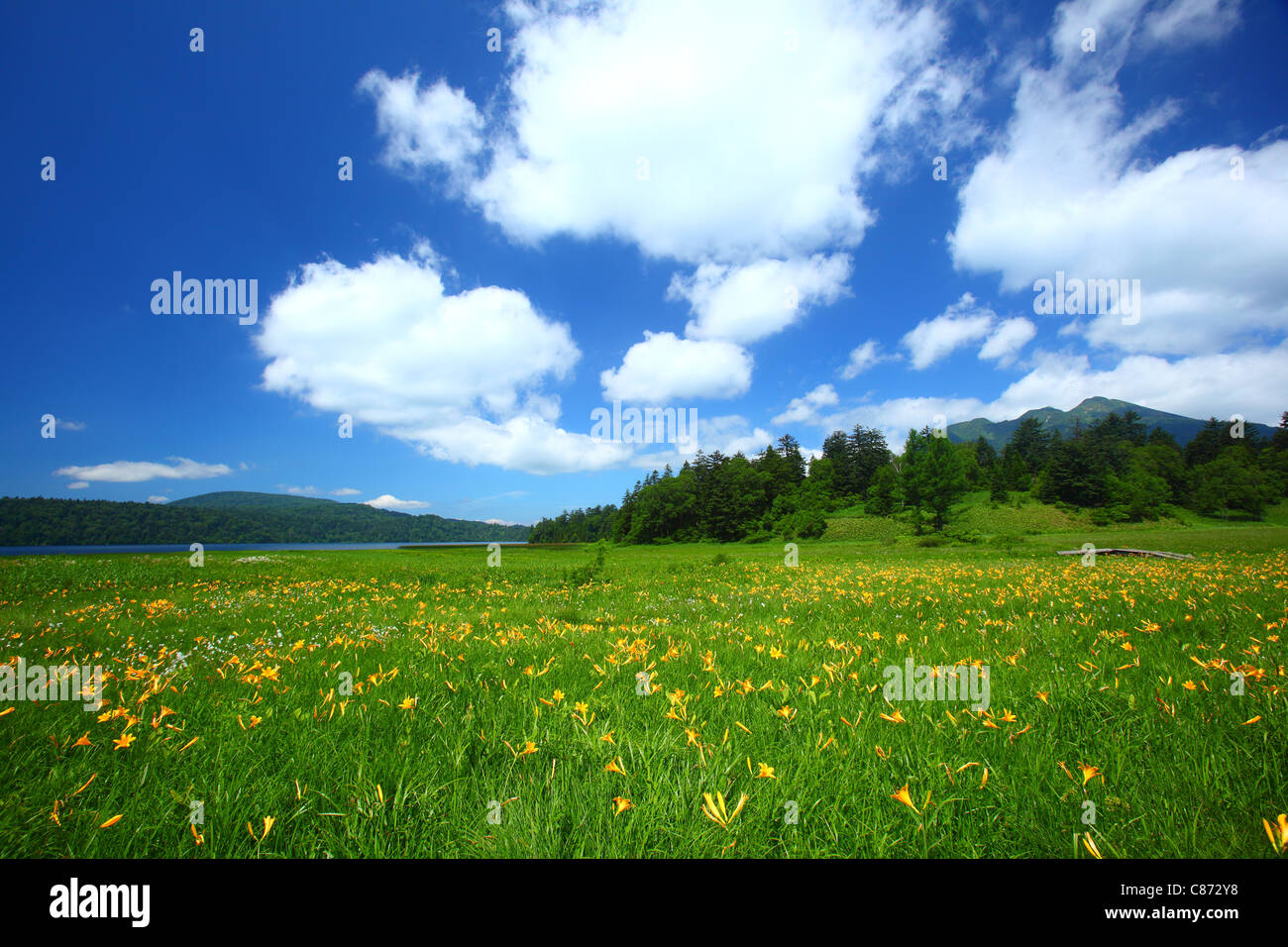 Fleurs de Lys d'oze national park Banque D'Images