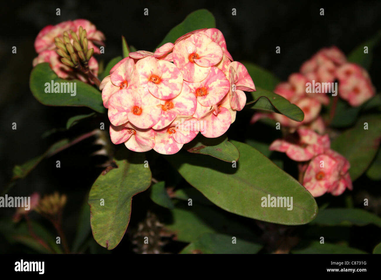 De couleur rose fleurs tropicales, Sumatra, Indonésie Banque D'Images