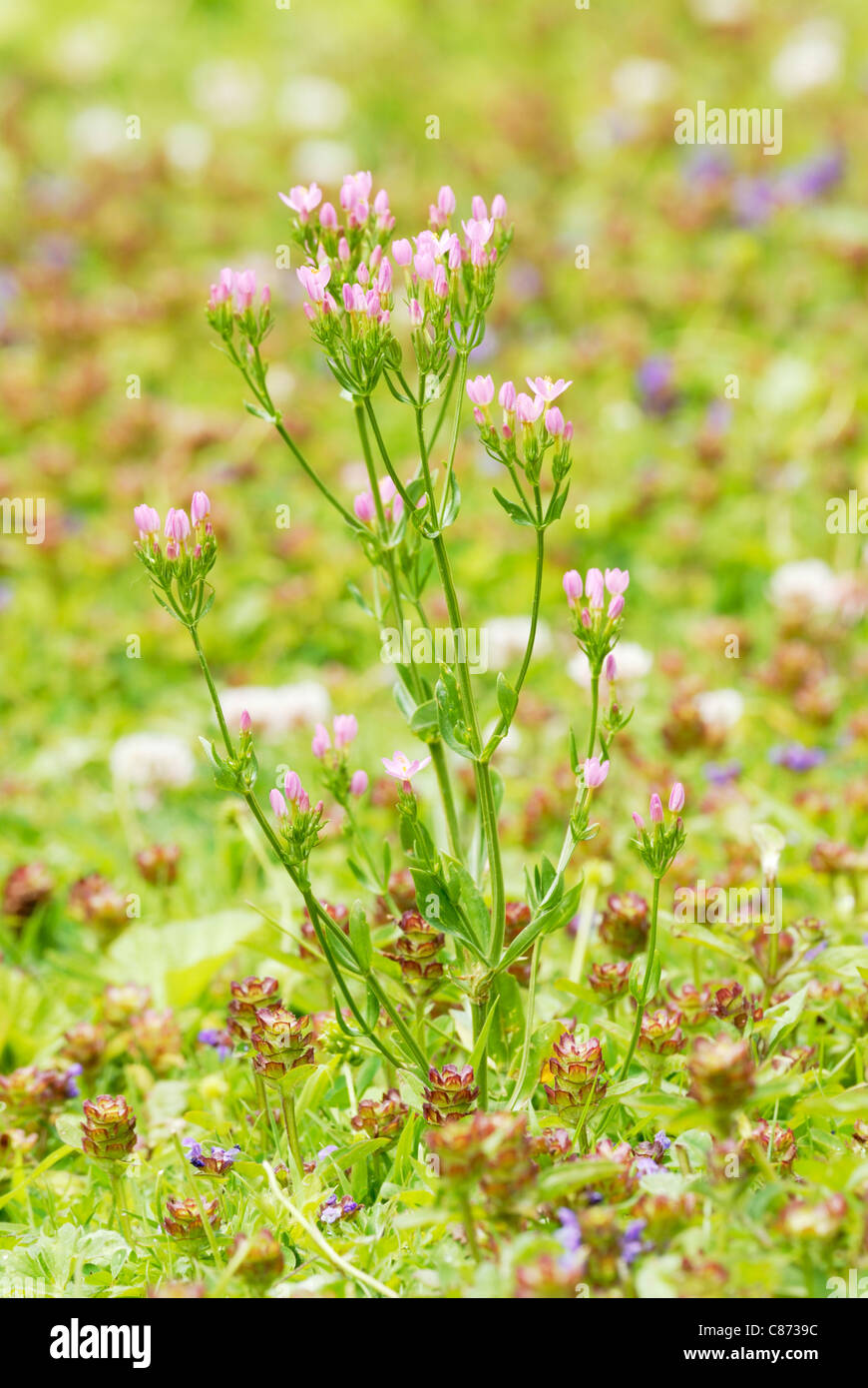 Centaurium erythraea, Centaury commun, Pays de Galles, Royaume-Uni. Banque D'Images