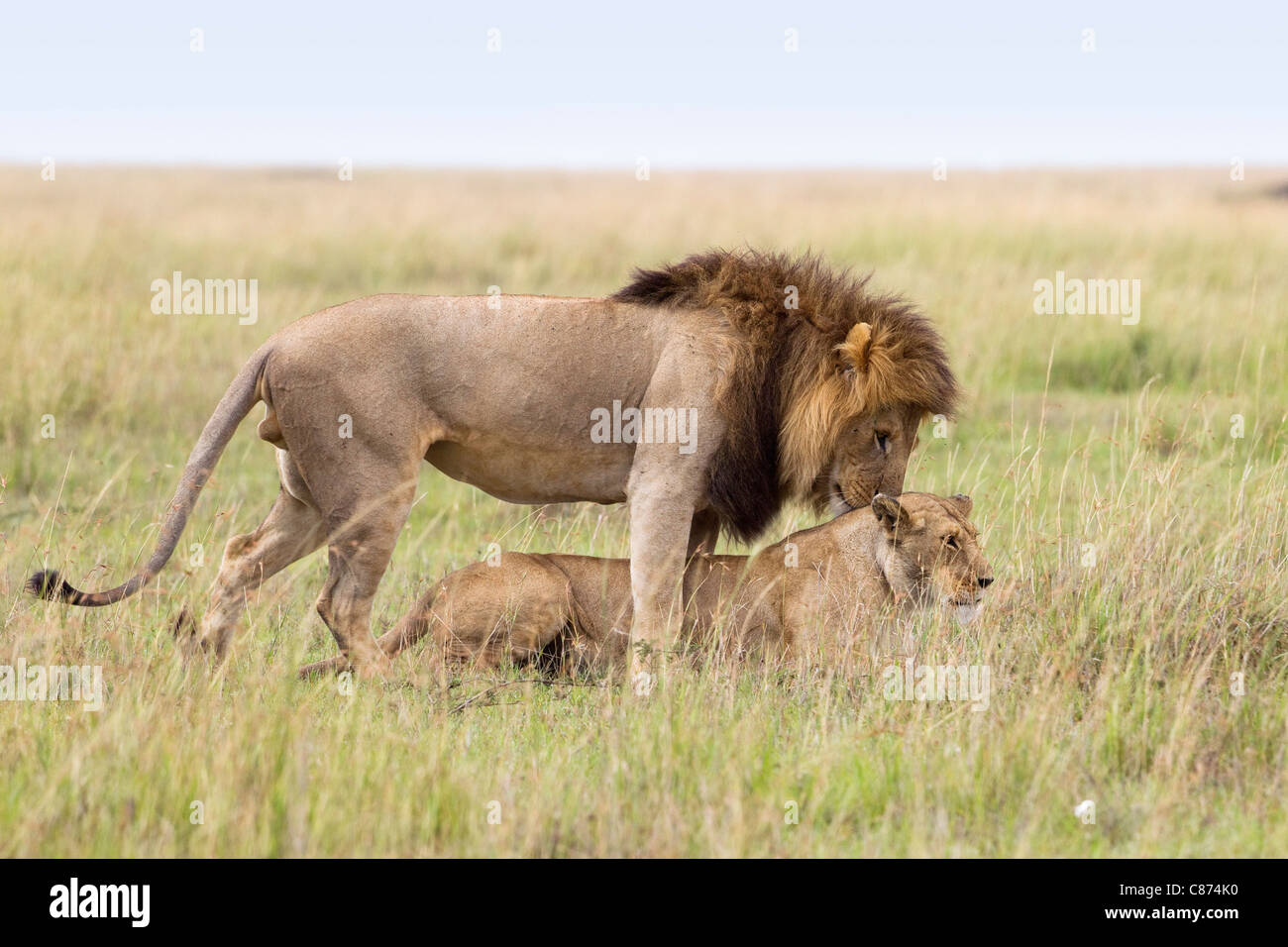Les Lions d'accouplement, Masai Mara National Reserve, Kenya Banque D'Images