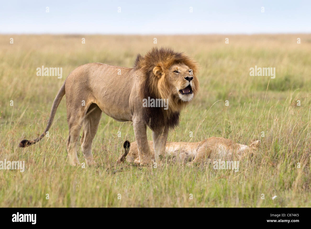 Lion rugissant, Masai Mara National Reserve, Kenya Banque D'Images