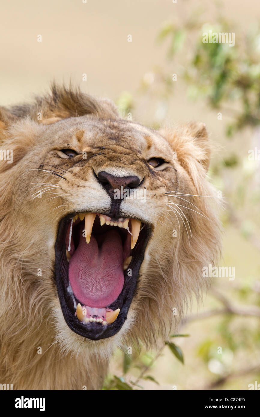 Young male lion rugissant, Masai Mara National Reserve, Kenya Banque D'Images