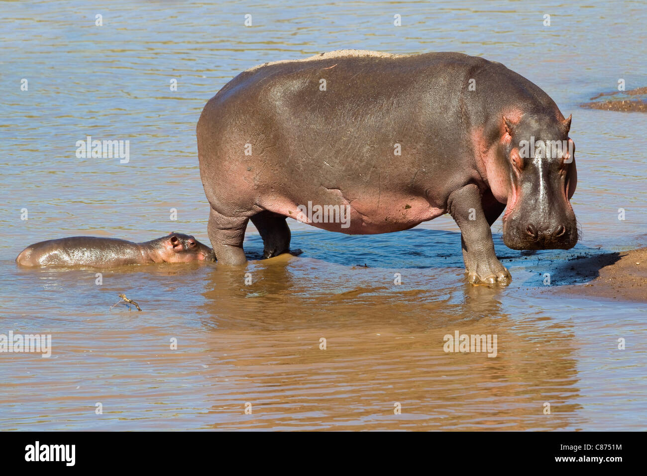 Hippopotamus, Masai Mara National Reserve, Kenya Banque D'Images