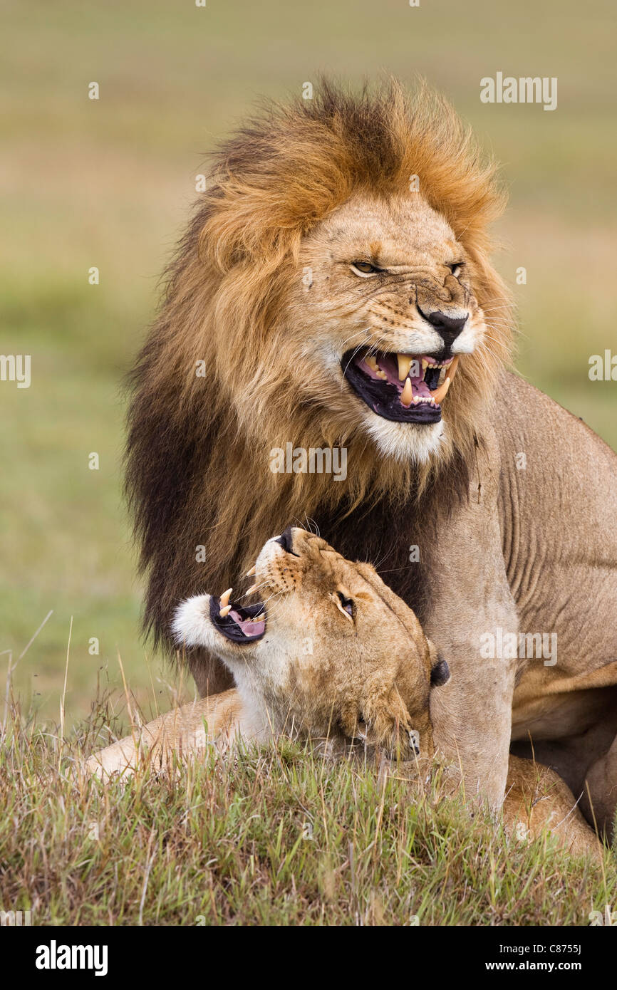 Les Lions d'accouplement, Masai Mara National Reserve, Kenya Banque D'Images