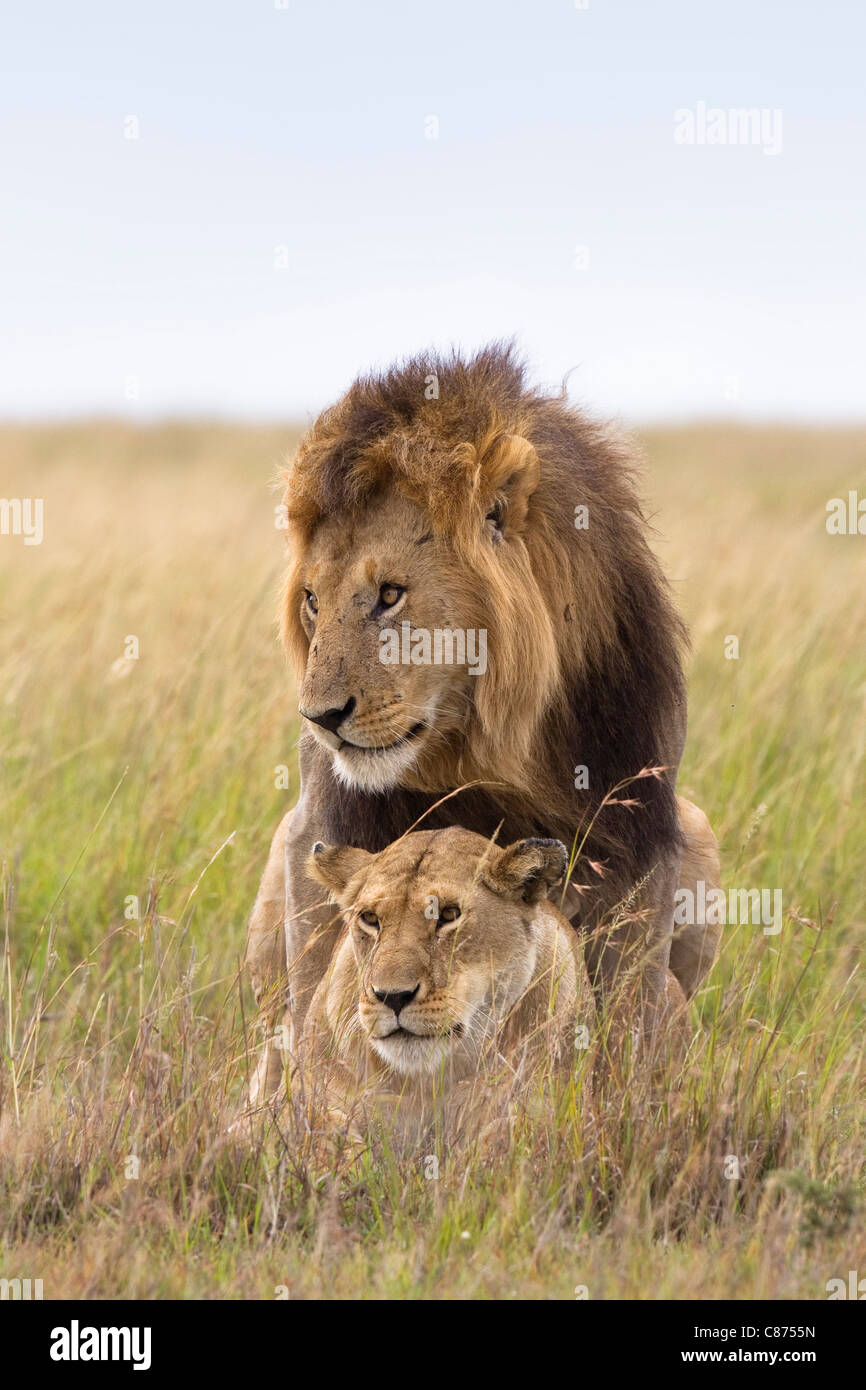 Les Lions d'accouplement, Masai Mara National Reserve, Kenya Banque D'Images