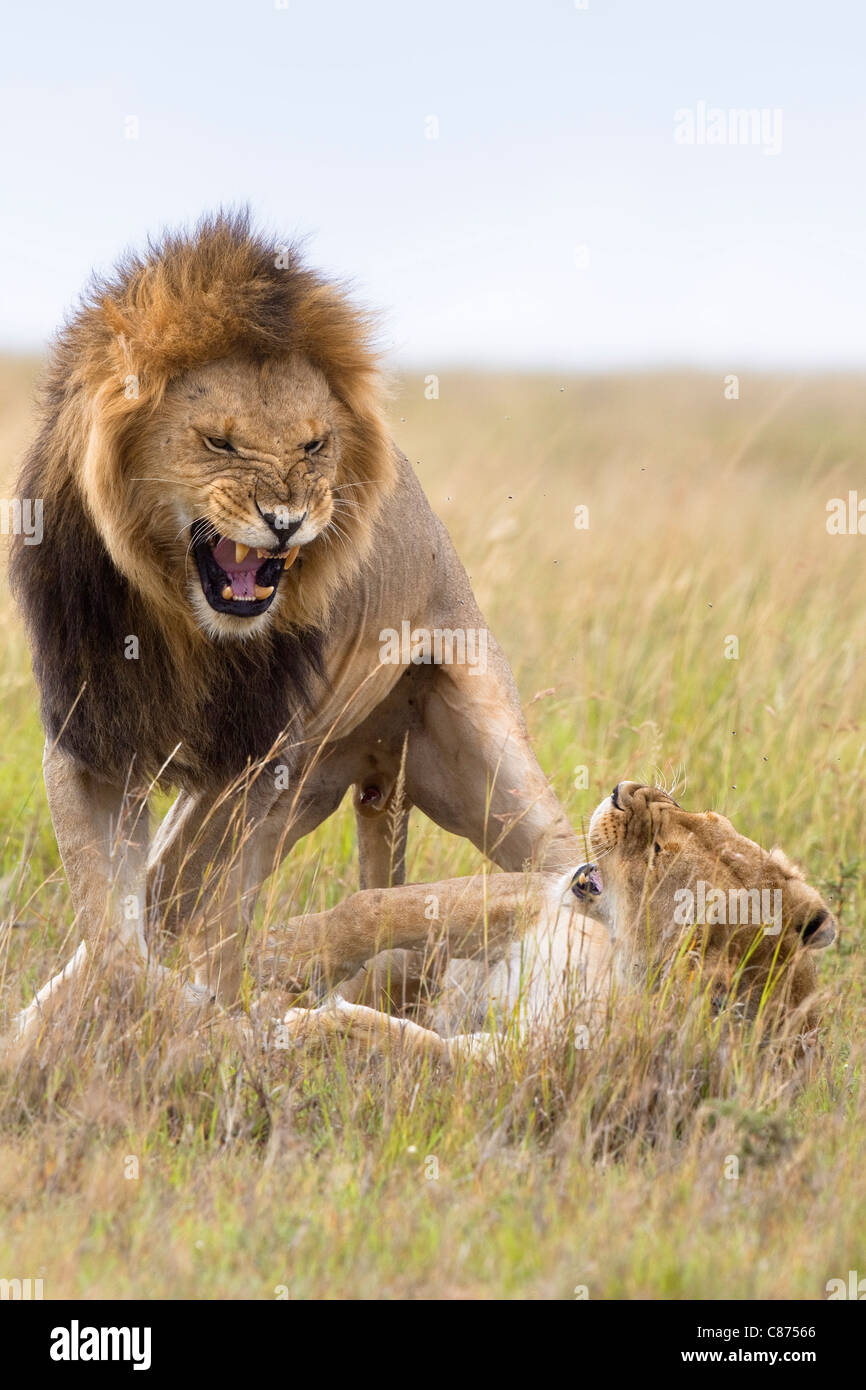Les Lions d'accouplement, Masai Mara National Reserve, Kenya Banque D'Images