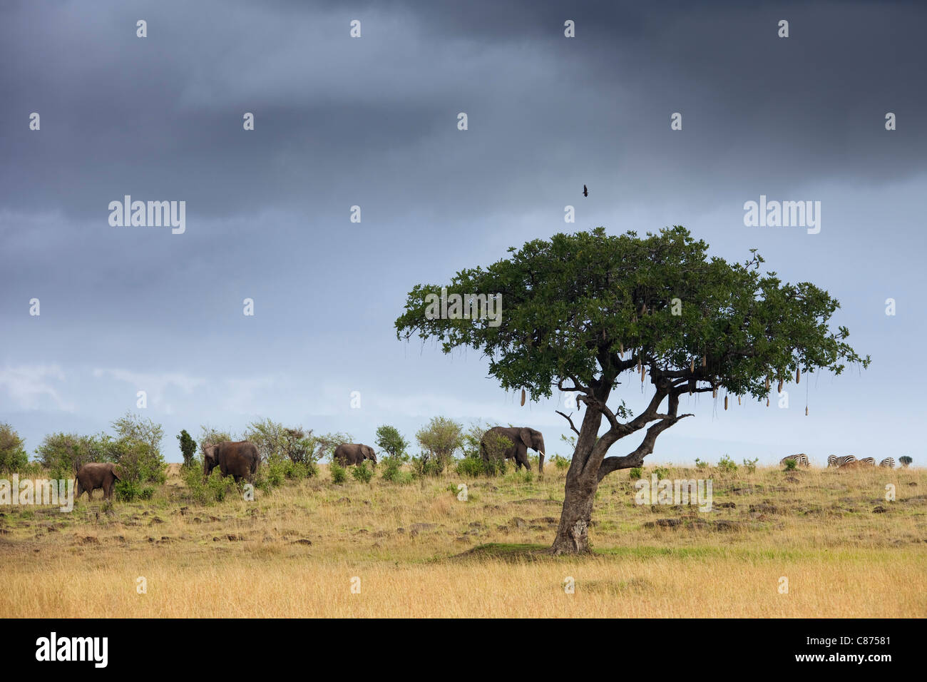 Bush africain Éléphants et arbre saucisse, Masai Mara National Reserve, Kenya Banque D'Images