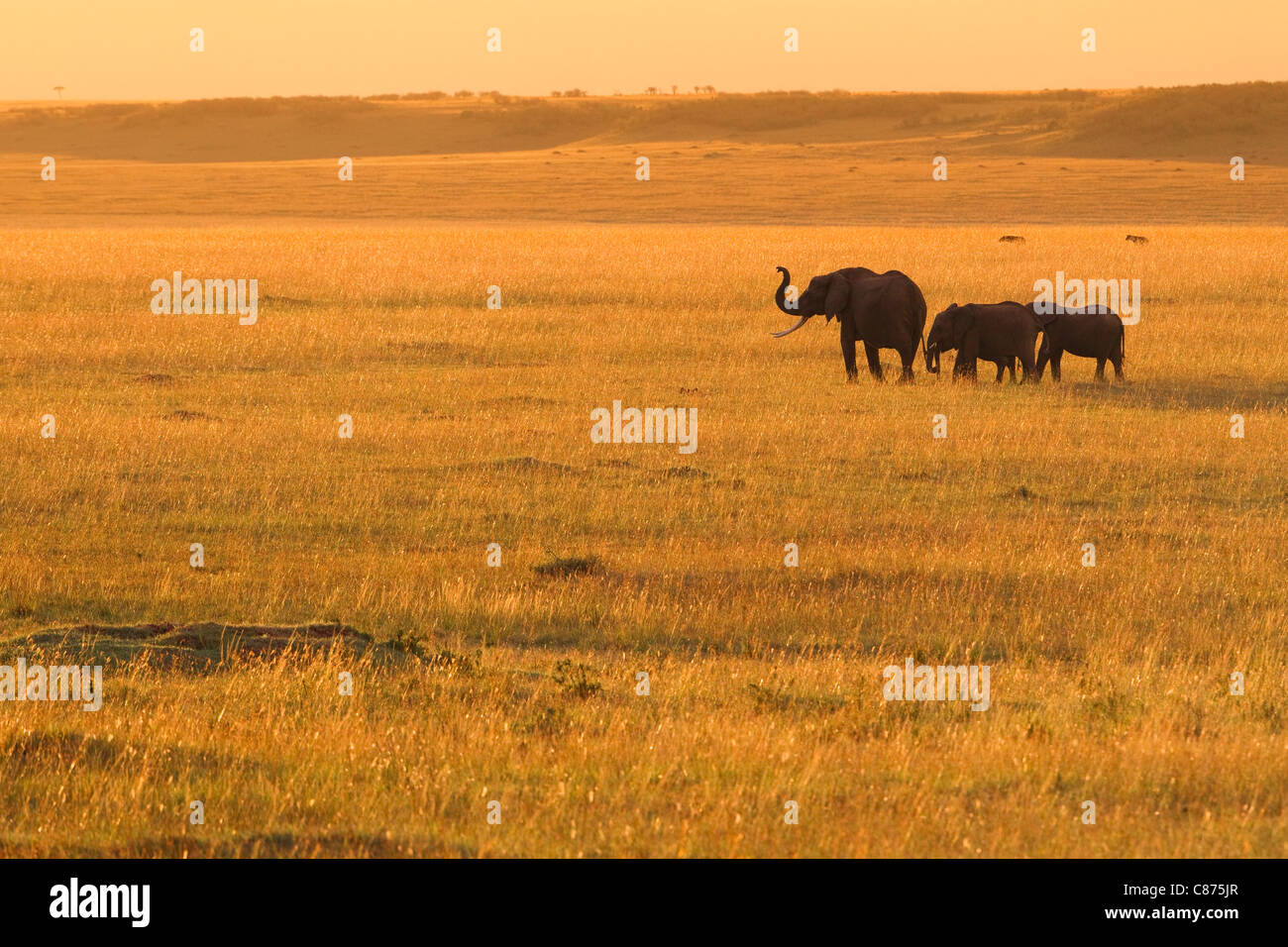 Bush africain des éléphants, Masai Mara National Reserve, Kenya Banque D'Images