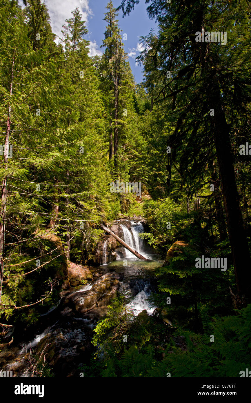 Scène sur la rivière Mohawk, dans la Forêt Nationale intacte, centre de l'Oregon Banque D'Images