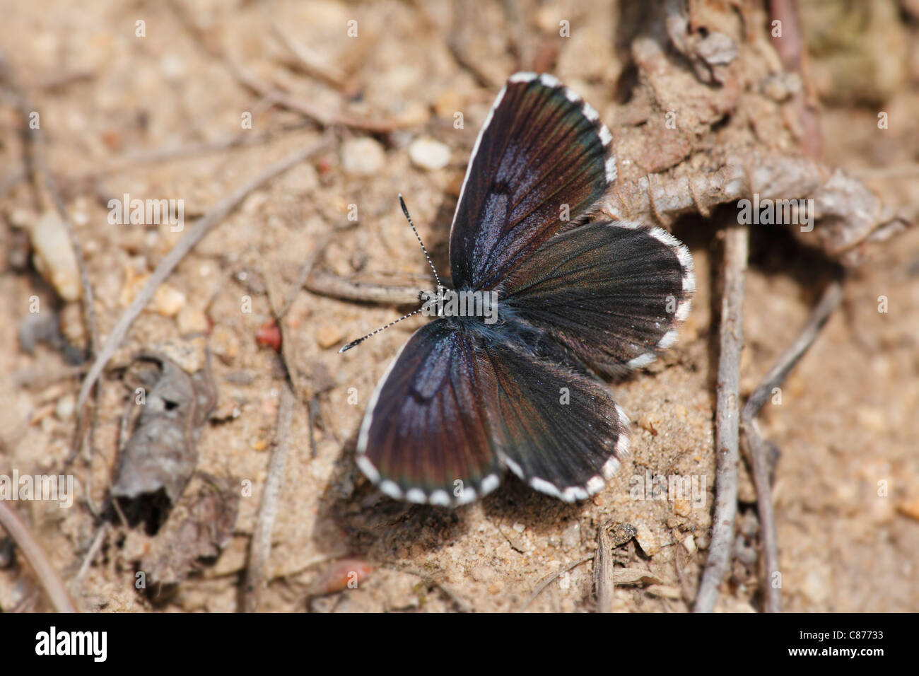 L'Autriche, de Wachau, Close up de papillon bleu à carreaux Banque D'Images