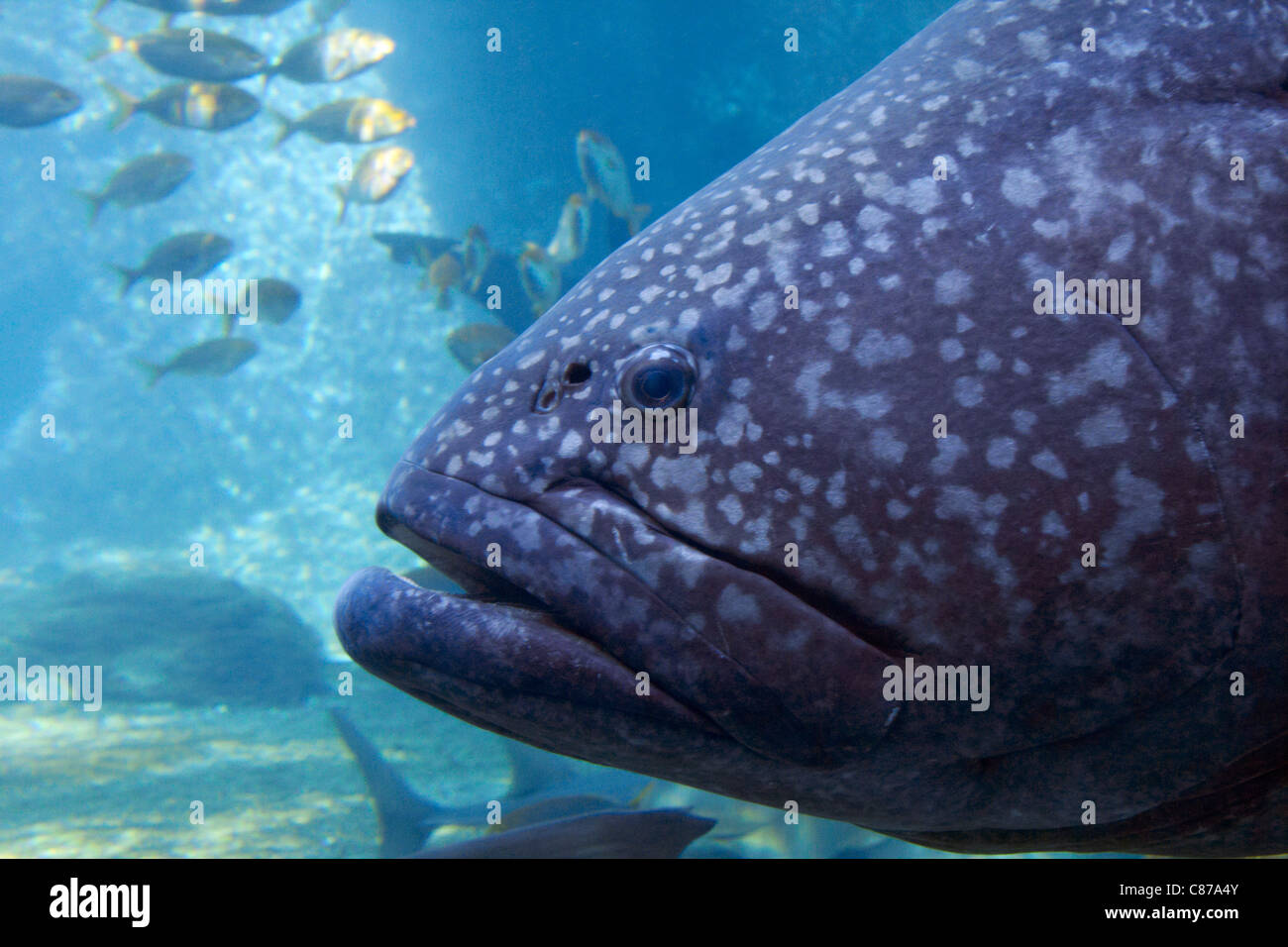 Brindle basse à uShaka Marine World. Durban, le KwaZulu-Natal, Afrique du Sud. Banque D'Images