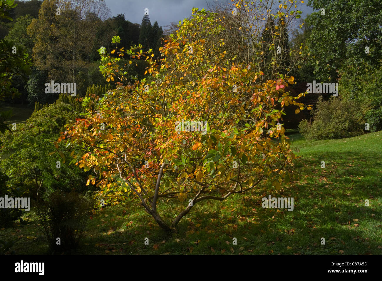 Arbre d'automne dans les jardins de Stourhead House, Stourton, Wiltshire UK Banque D'Images