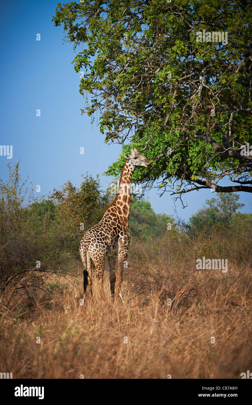 Girafe Thornicroft, Giraffa camelopardalis thornicrofti, South Luangwa National Park, Zambie, Afrique Banque D'Images