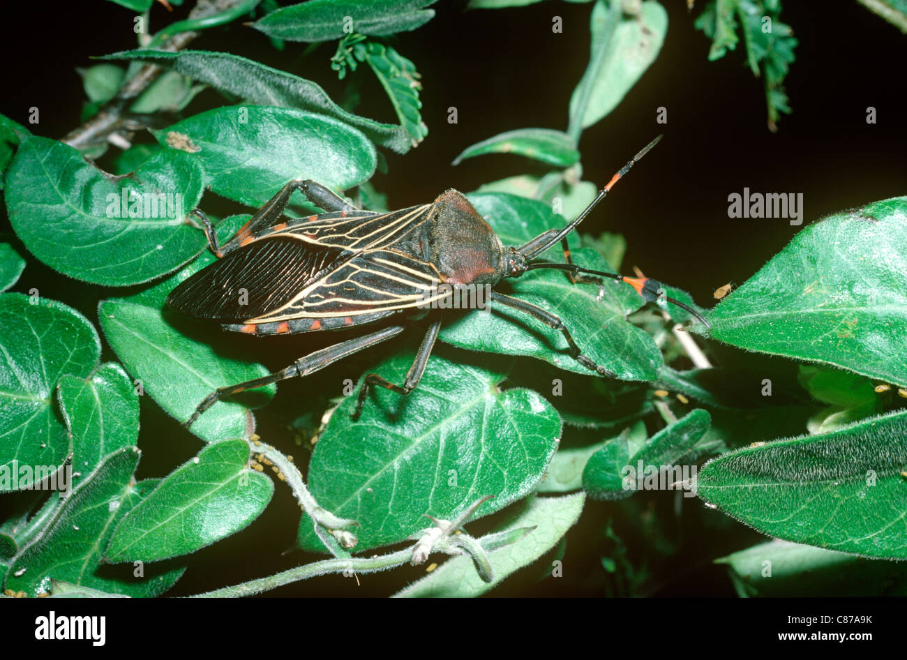 Feuille géante (Pachylis bug à pieds / acutangulus Thasus), qui peuvent injecter un liquide de sa défensive l'extrémité arrière, Mexique Banque D'Images